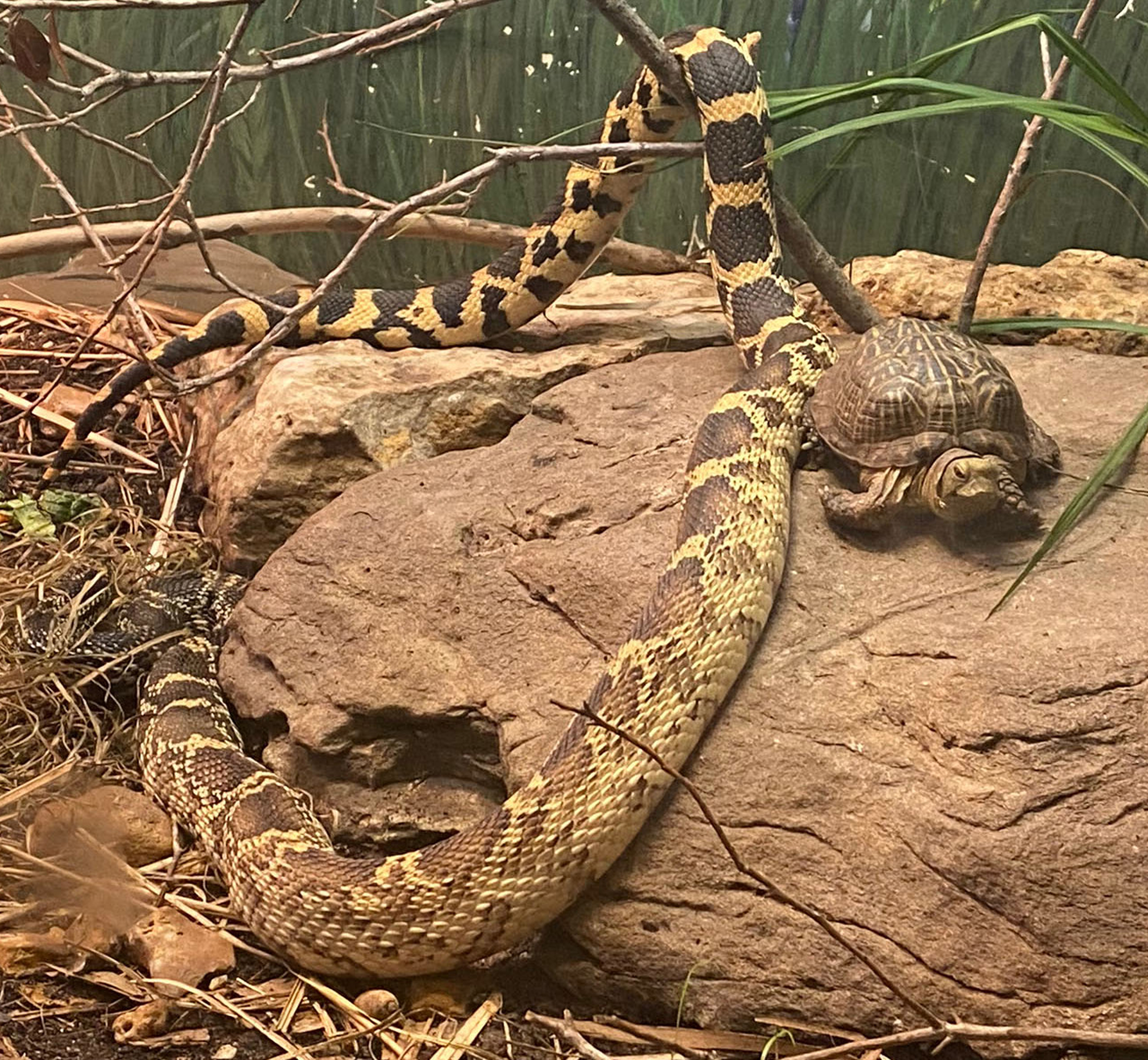 Snake and Turtle