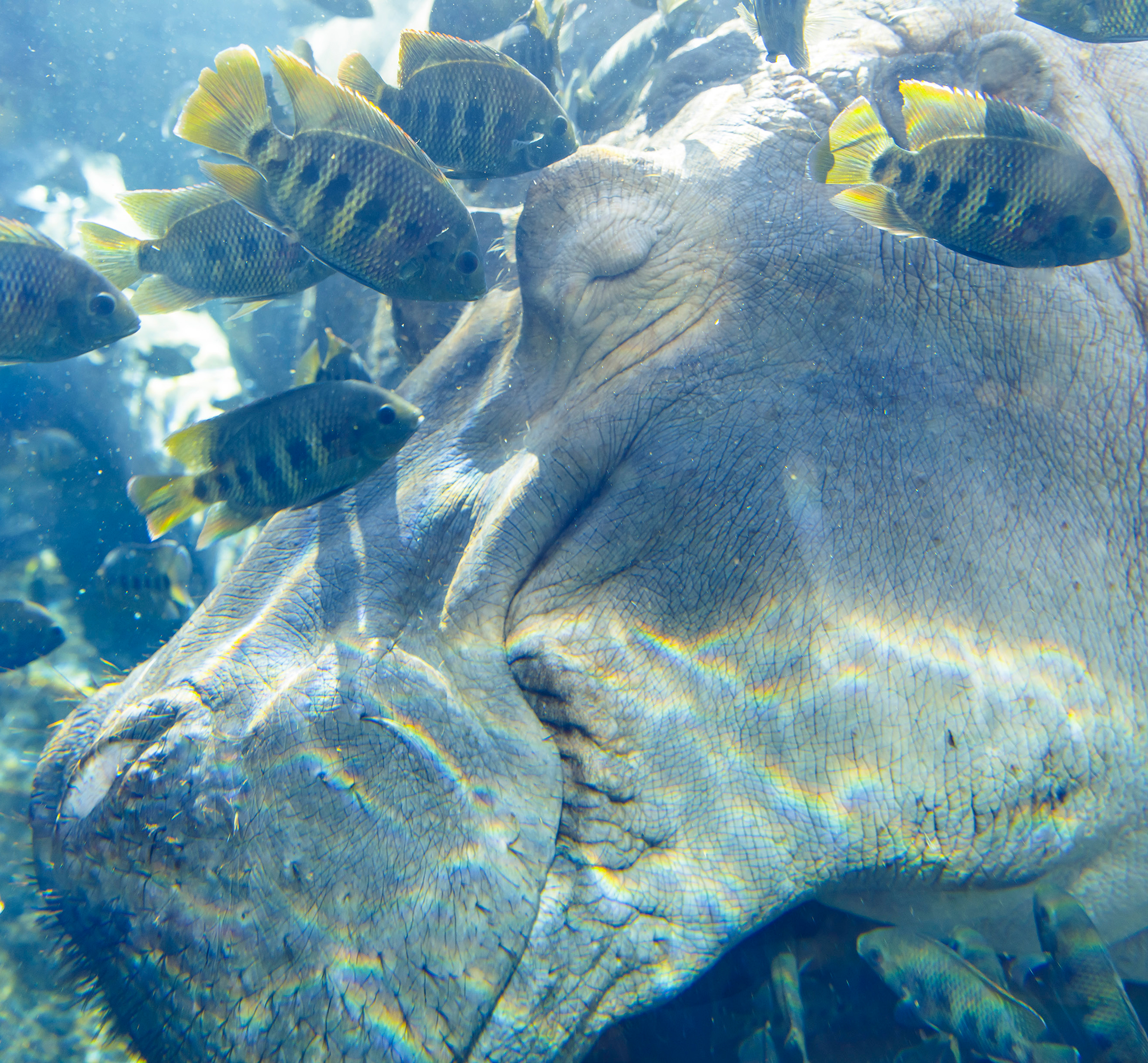 Hippo and Fish